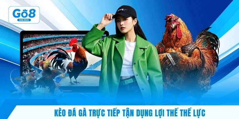 Kèo đá gà trực tiếp tận dụng lợi thế thể lực